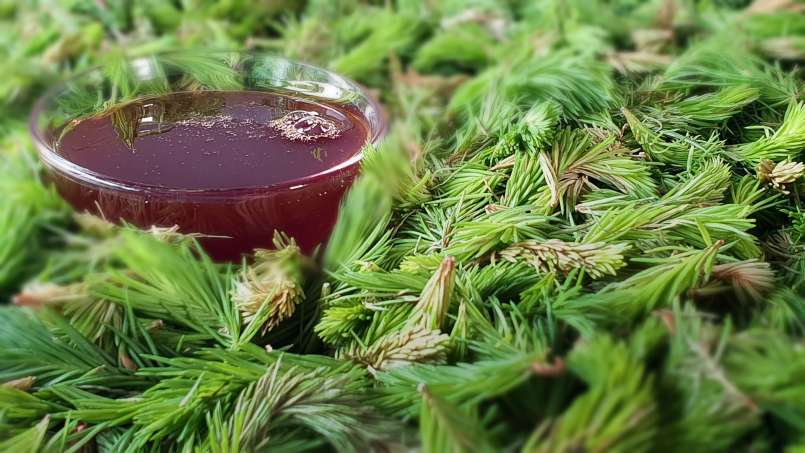 Sirop din muguri de pin, foto 8