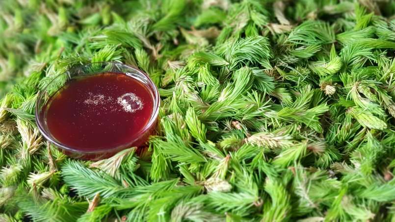 Sirop din muguri de pin, foto 10