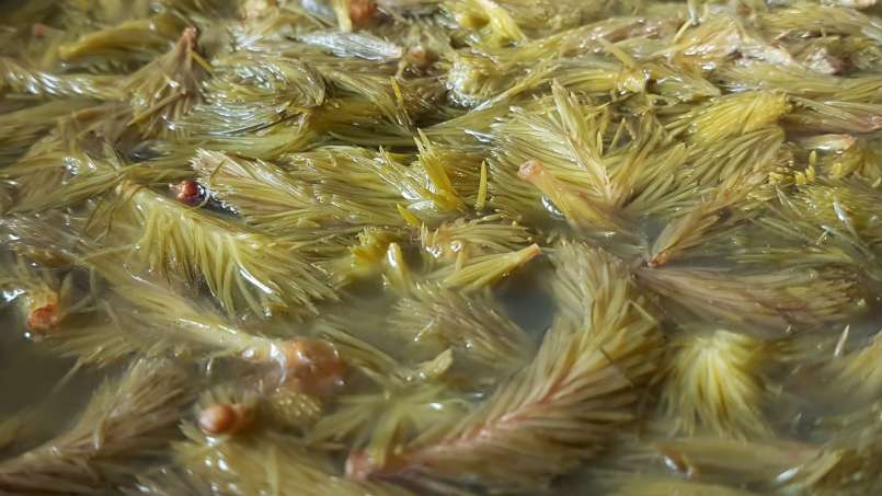 Sirop din muguri de pin, foto 3