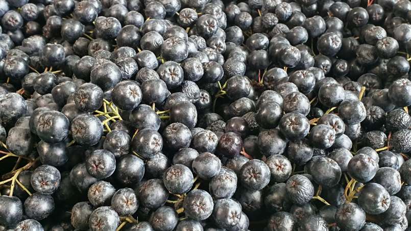 Sirop de aronia cu miere, foto 10