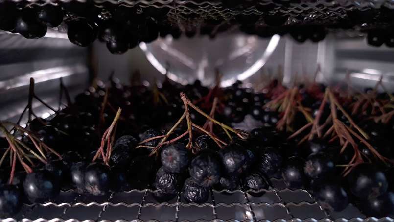 Uscare aronia la deshidrator, foto 3
