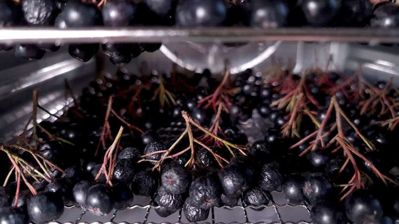 Uscare aronia la deshidrator, foto 4