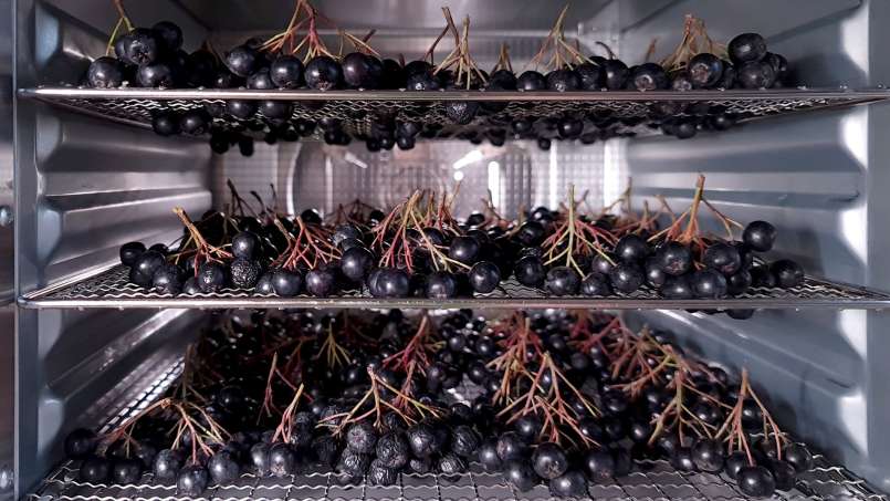 Uscare aronia la deshidrator, foto 5