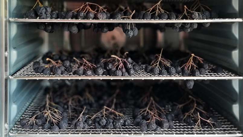 Uscare aronia la deshidrator, foto 6