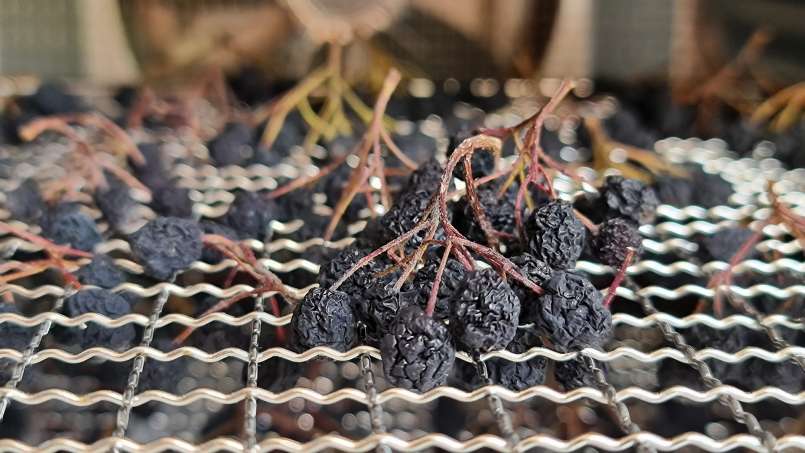 Uscare aronia la deshidrator, foto 7