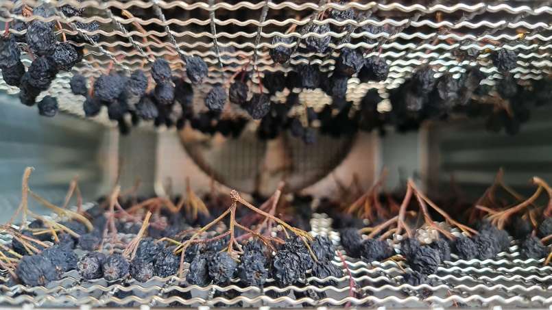 Uscare aronia la deshidrator, foto 8