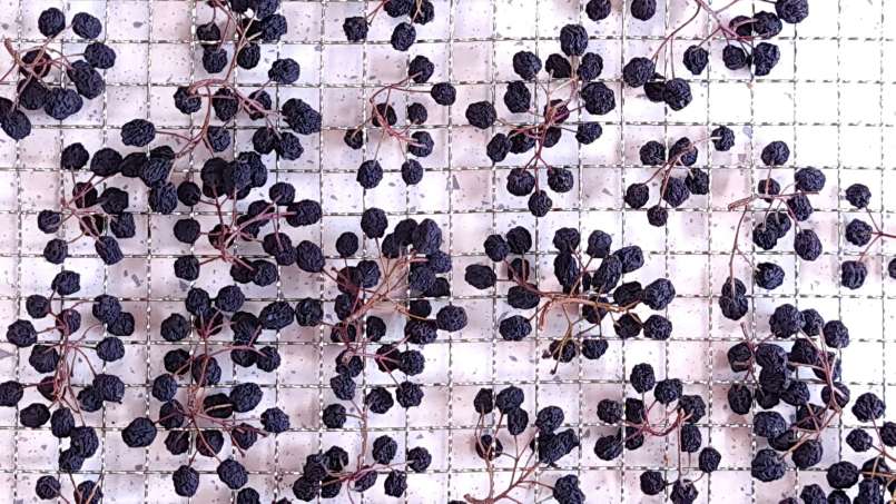 Uscare aronia la deshidrator, foto 9