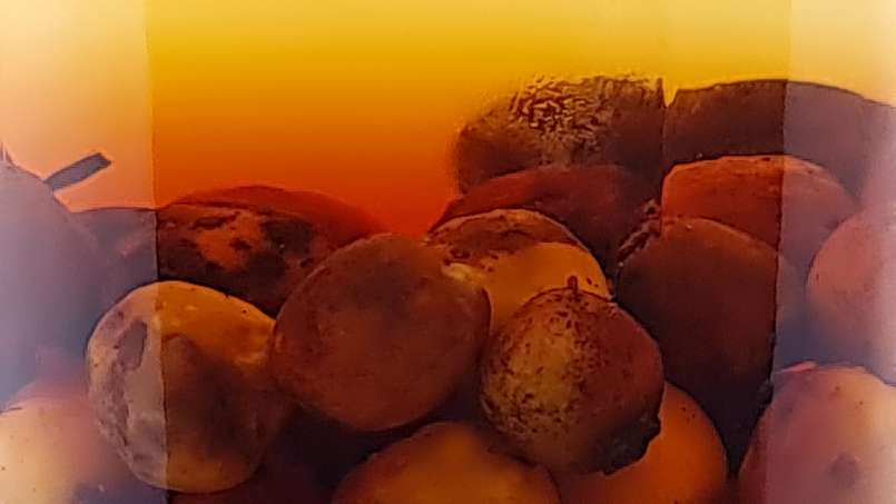 Tinctură din fructe de păducel proaspete, foto 6