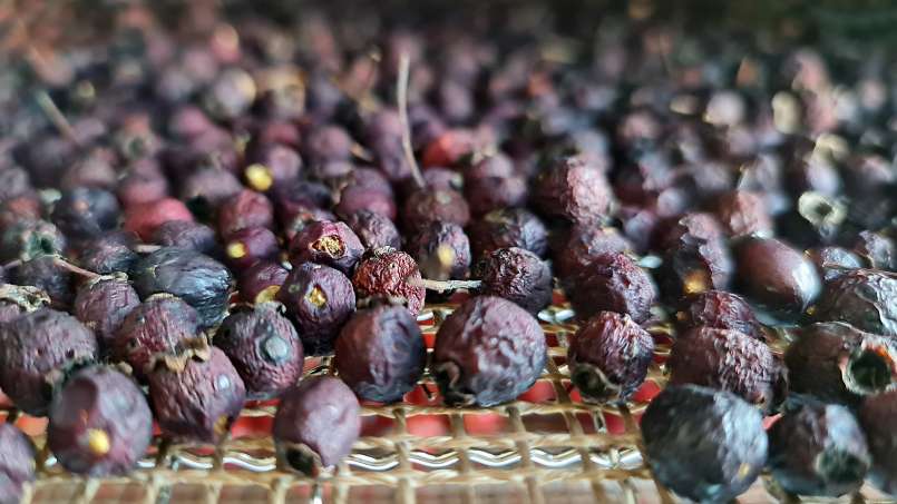 Deshidratare fructe de păducel, pentru ceai, foto 7
