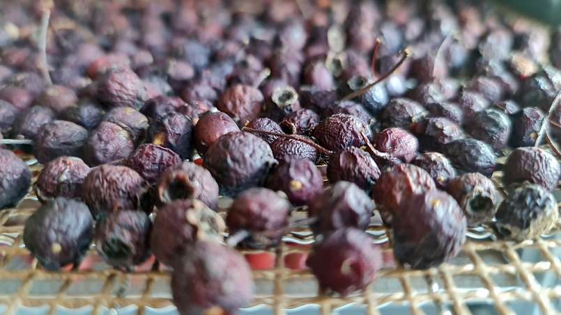 Deshidratare fructe de păducel, pentru ceai, foto 8