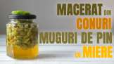 Macerat din conuri muguri de pin cu miere